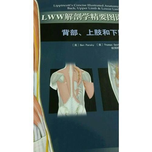 LWW解剖学精要图谱·背部上肢和下肢