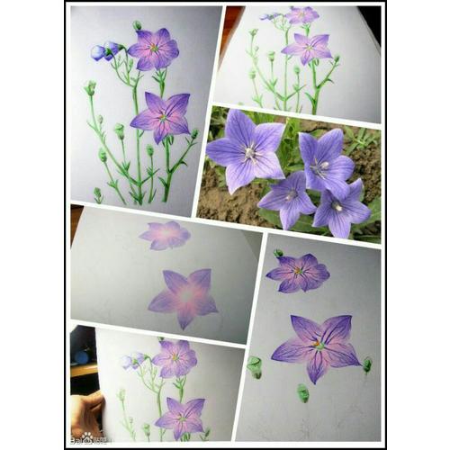 花之绘 38种花的色铅笔图绘