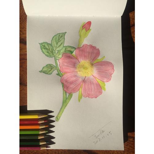 色铅笔自学圣经