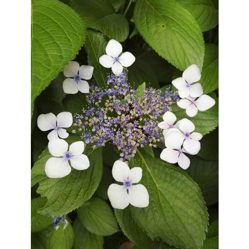 董明珠：倔强营销的背后