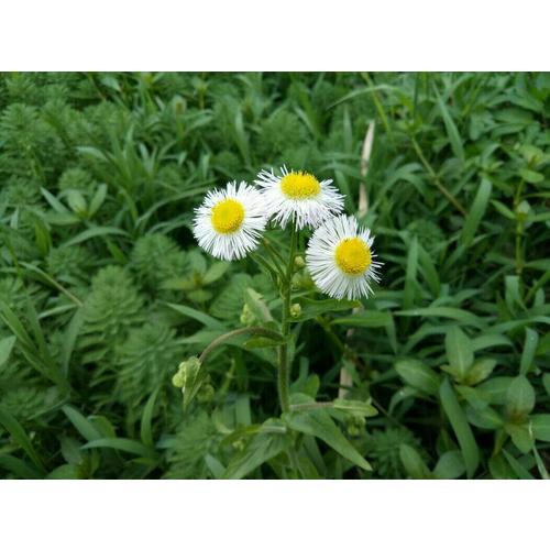 生态高效养殖技术丛书--生态高效养鸭实用技术