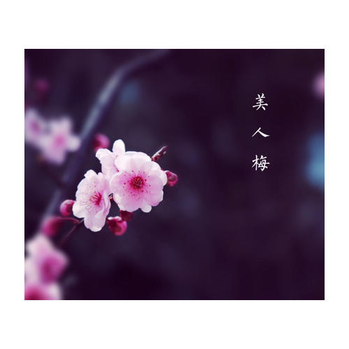 桃之夭夭——花影间的曼妙旅程