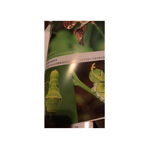 昆虫:全世界550多种昆虫