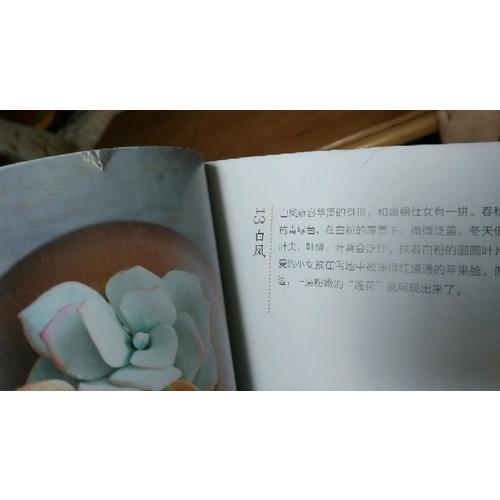 黏土玩出的多肉世界