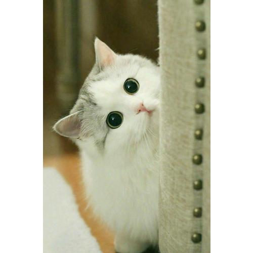 上海摩登·一种新都市文化在中国（1930—1945）