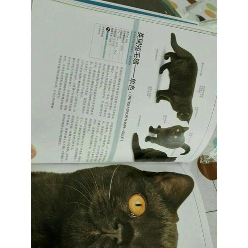 DK世界名猫驯养百科