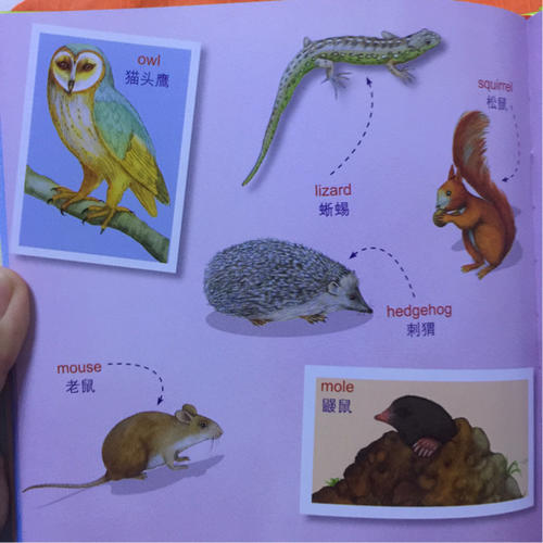 最美的英语单词认知书