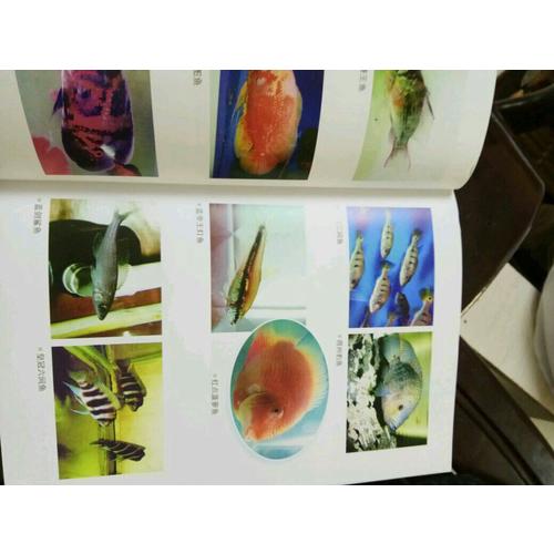 热带鱼饲养100个怎么办