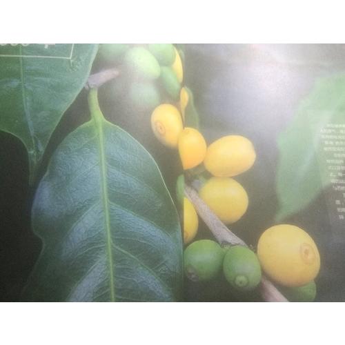 咖啡咖啡处处开