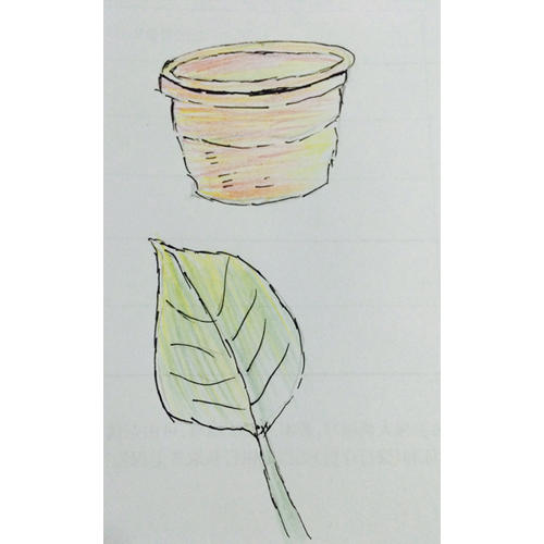 色铅笔的温情手绘，我的花花草草