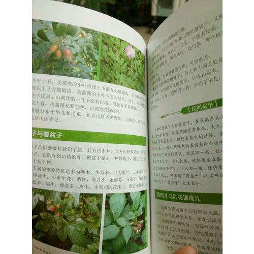 轻轻松松认植物(第二版)