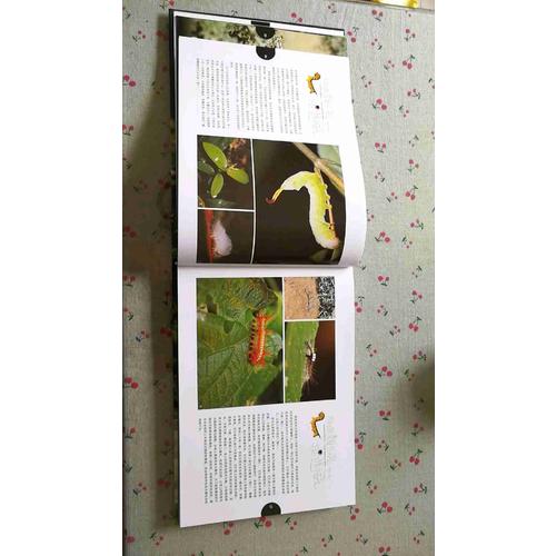 与大自然捉迷藏