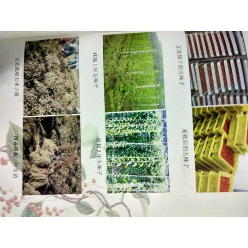 五味子栽培新技术