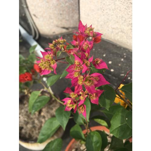 我的及时本科学漫画书 儿童百问百答 43 恐怖数学谜题