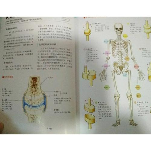 全新3D人体解剖图