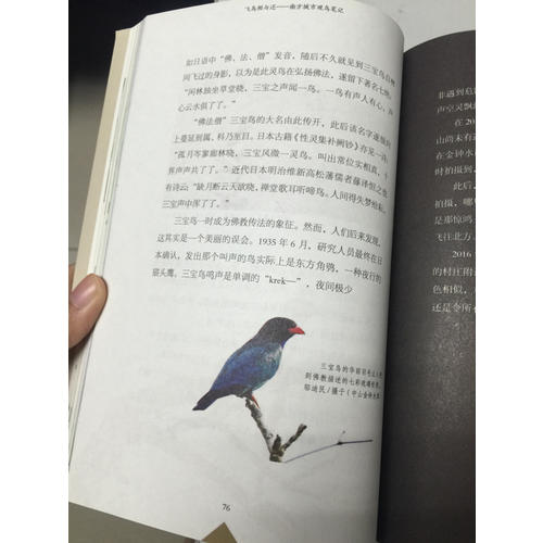 飞鸟相与还：南方城市观鸟笔记