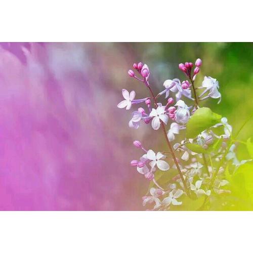 时文选粹经典版本套装（1-5册）