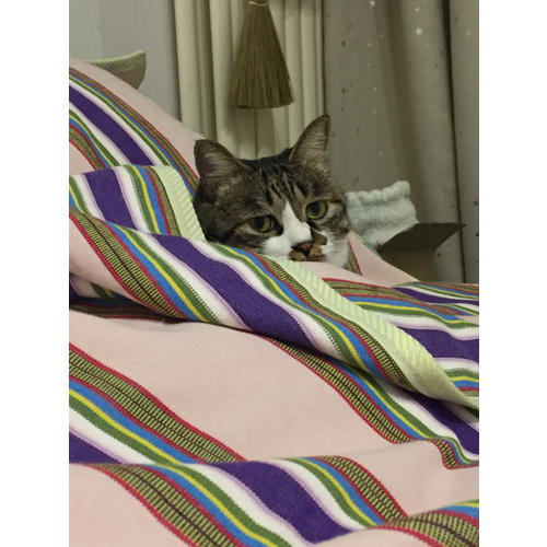 怎么做，你家猫狗不生病？