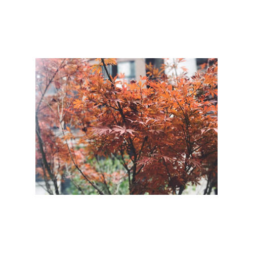 探险家的传奇植物标本簿