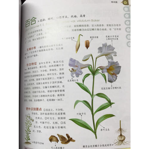 中国之美 自然生态图鉴 中国野花图鉴