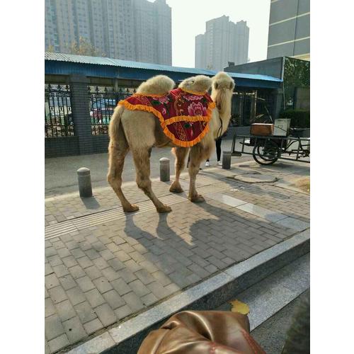 微信小程序：产品+运营+推广实战