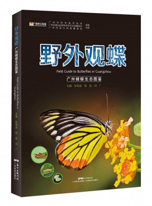 野外观蝶-广州蝴蝶生态图鉴