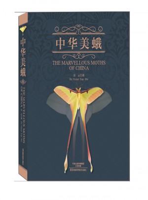 中华美蛾