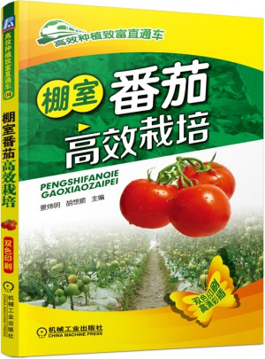 棚室番茄高效栽培