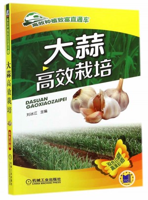 大蒜高效栽培