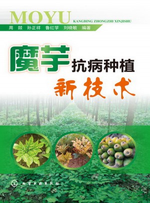 魔芋抗病种植新技术