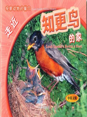 观察动物的巢穴：走近知更鸟的家