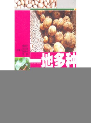 一地多种薯类作物高效种植模式