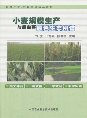 小麦规模生产与病虫害原色生态图谱图书